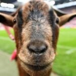 Flirting Scholar ????