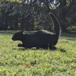 Wild Bandito ????????