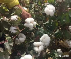 棉花品質(zhì)下降原因與提高途徑